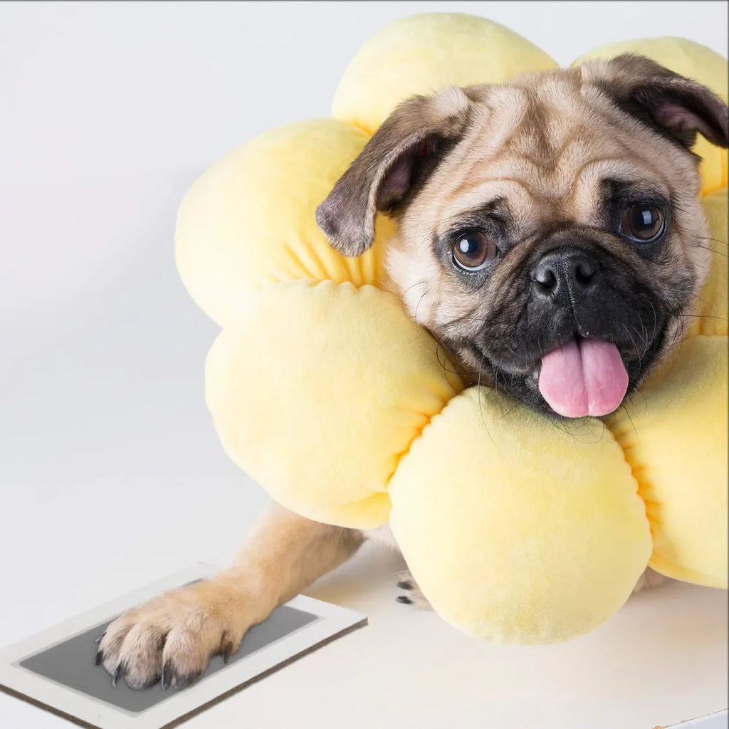 Kit Impronta Animale /Senza Inchiostro | Cornice e Tampone Inclusi